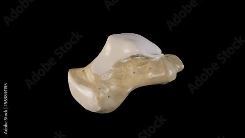 Anatomical Illustration of Talus Bone photo