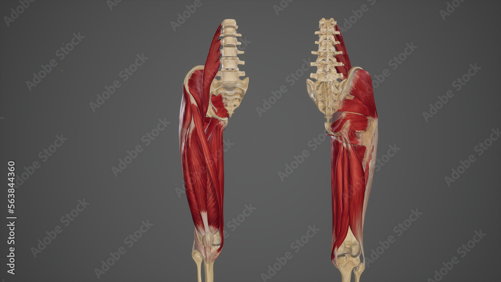 Anterior and Posterior View of Thigh Muscles Stock Illustration | Adobe ...