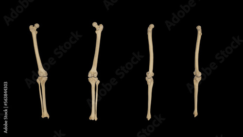 Thigh and Leg Bones-Multiple Views