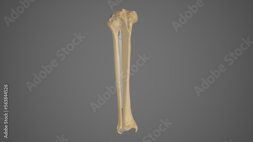 Anatomical Illustration of Tibiofibular Joints