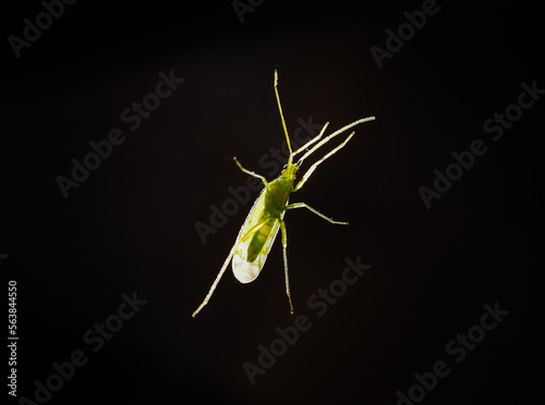 Close view of Macrolophus pygmaeus insect photo
