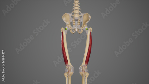 Medical Illustration of Vastus Lateralis Muscle photo