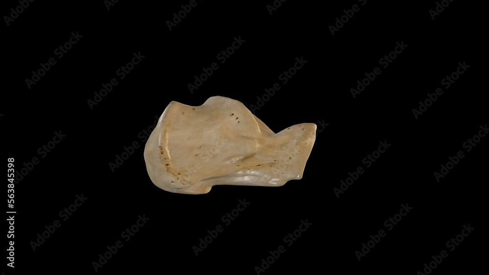 medically accurate illustration of the calcaneus bone-Lateral View medically accurate illustration of the calcaneus bone-Lateral View