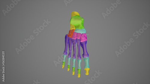 Bones of Foot-Superior View