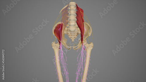 Obraz na płótnie Medical illustration for explanation femoral nerve