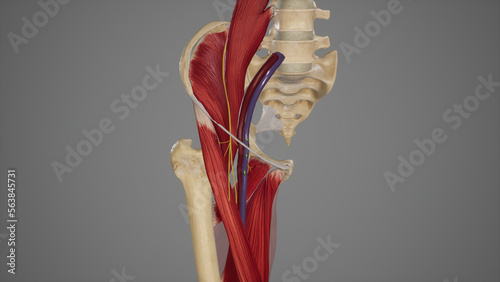 Anatomical Illustration of Femoral Triangle photo