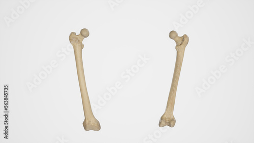Anterior and Posterior View of Femur (Thigh Bone) photo