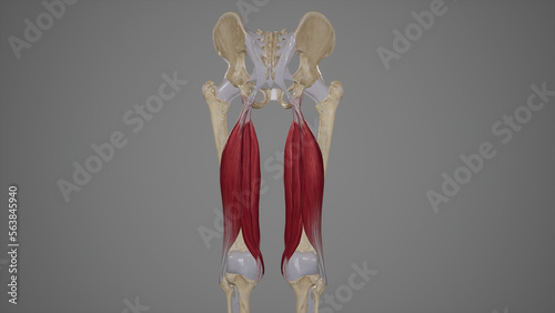 Medical Accurate Illustration of Hamstrings Muscles