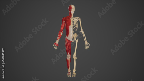 Human Body Anatomy of Skeletal and Muscular Systems