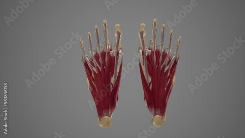 Intrinsic Muscles of Foot photo