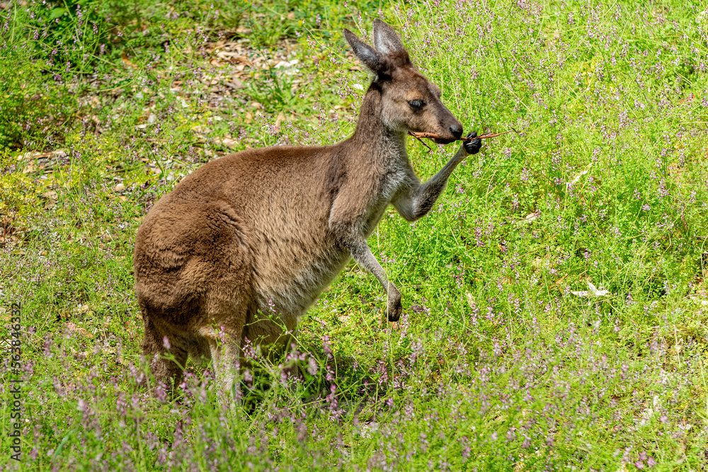 Kangaroo in Western Australia