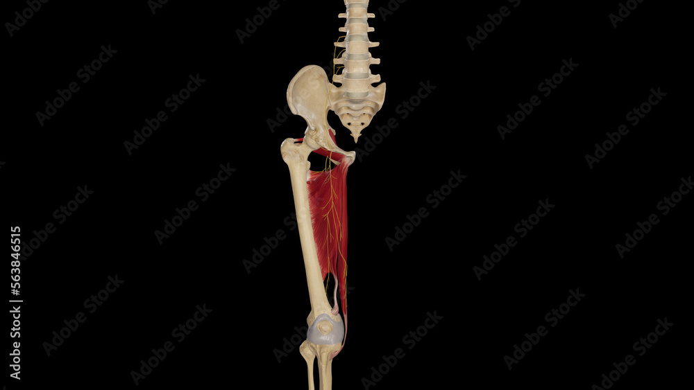 Anatomical Illustration of Obturator Nerve Anatomical Illustration of Obturator Nerve