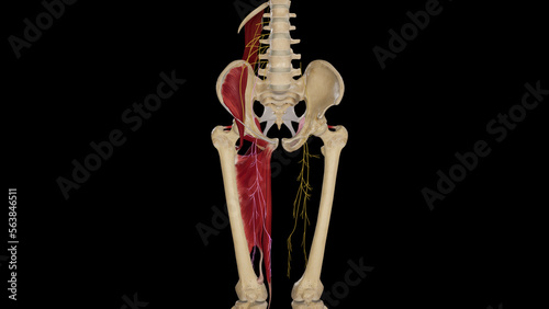 Obturator Nerve in Medial Thigh photo