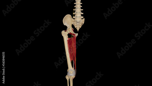 Anatomical Illustration of Obturator Nerve photo