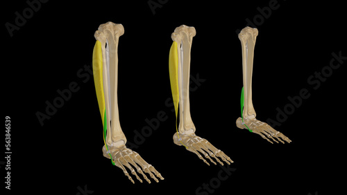 Medical Illustration of Peroneal Muscles (Ankle Everters)