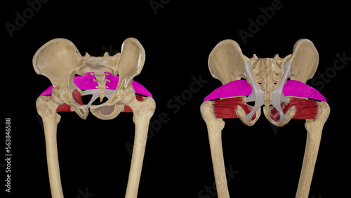 Illustration of Piriformis Muscle photo