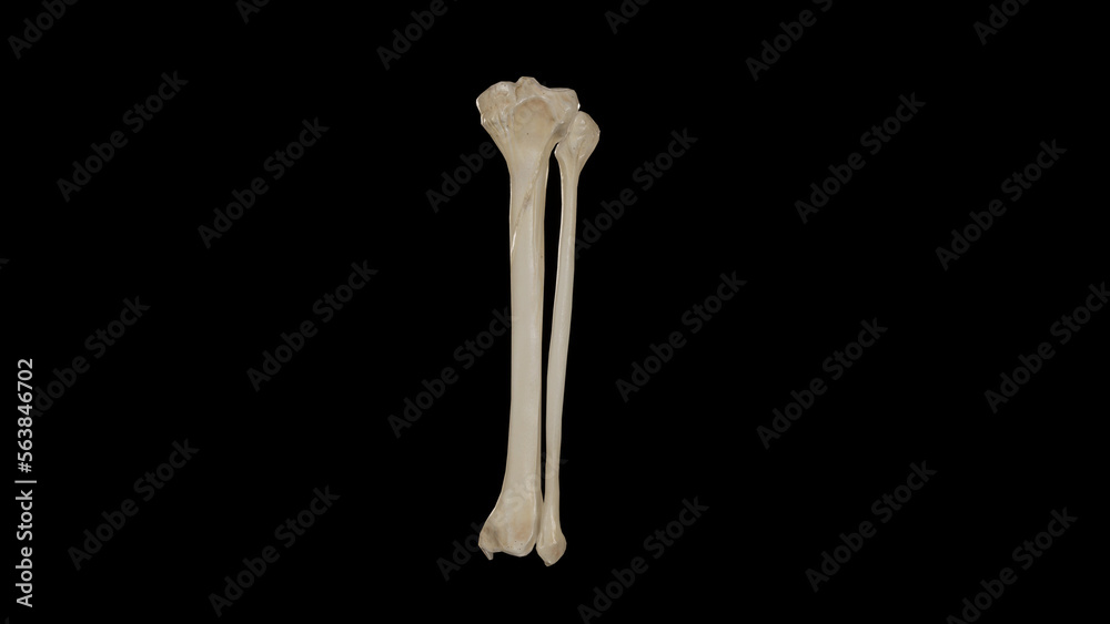 Posterior view of Bones of Right Leg