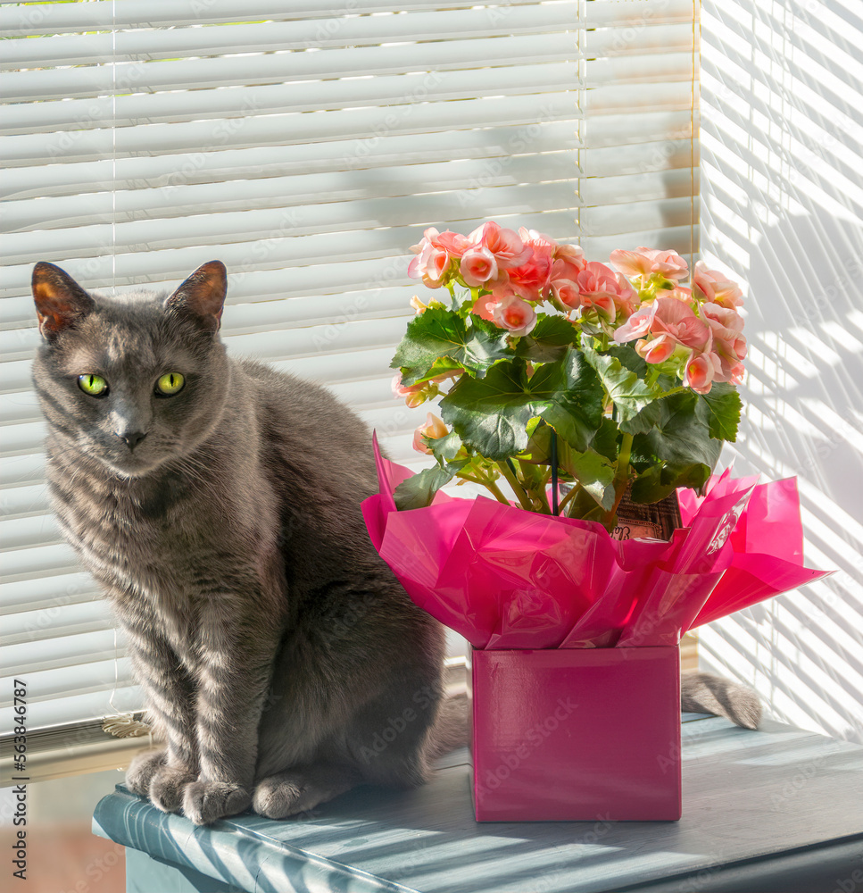 Russian Blue Cat sitting near a pot of flowers