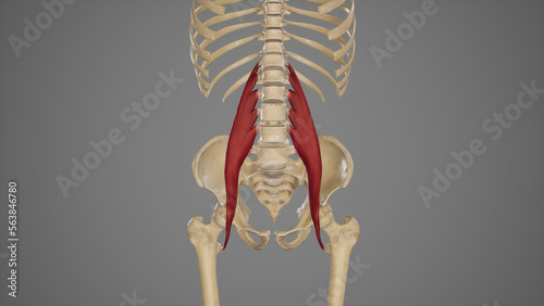 Medical Illustration of Psoas Major Muscle photo