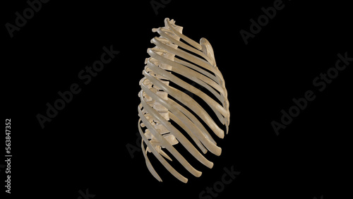 Lateral view of Thoracic Cage