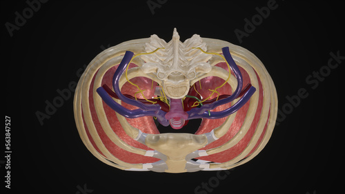 Superior Thoracic Aperture photo