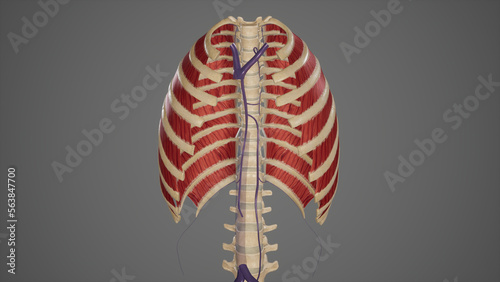 Medical Illustration of Azygos Venous System photo