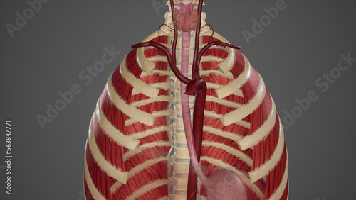 Obraz na plátně Medical Ilustration of Bood Supply of Esophagus