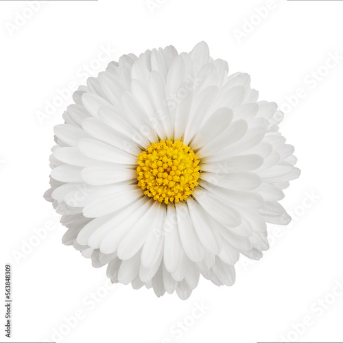 Fényképezés Close up of daisy flower without background