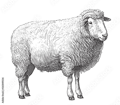 Farm sheep hand drawn engraving sketch Vector illustration