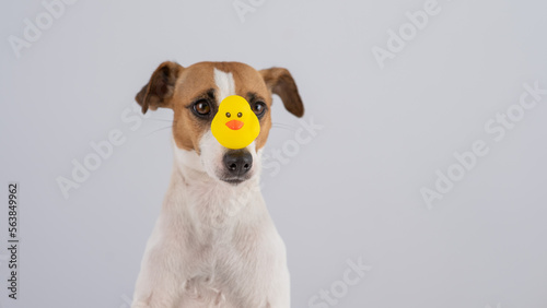 Jack Russell Terrier dog with a rubber duck on his nose. 