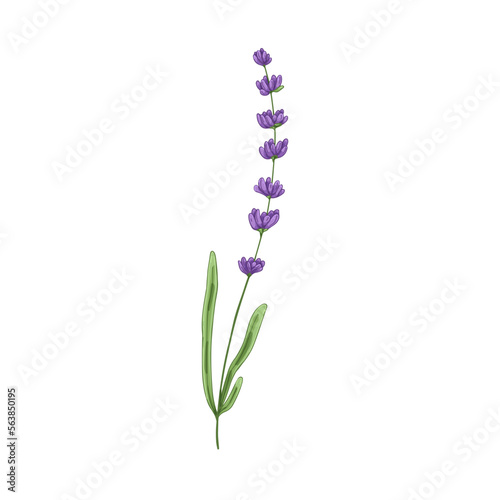 Lavender flower. Lavendar stem  French floral plant with blooming lavanda. Blossomed Provence lavandula. Violet lavander. Realistic hand-drawn vector illustration isolated on white background