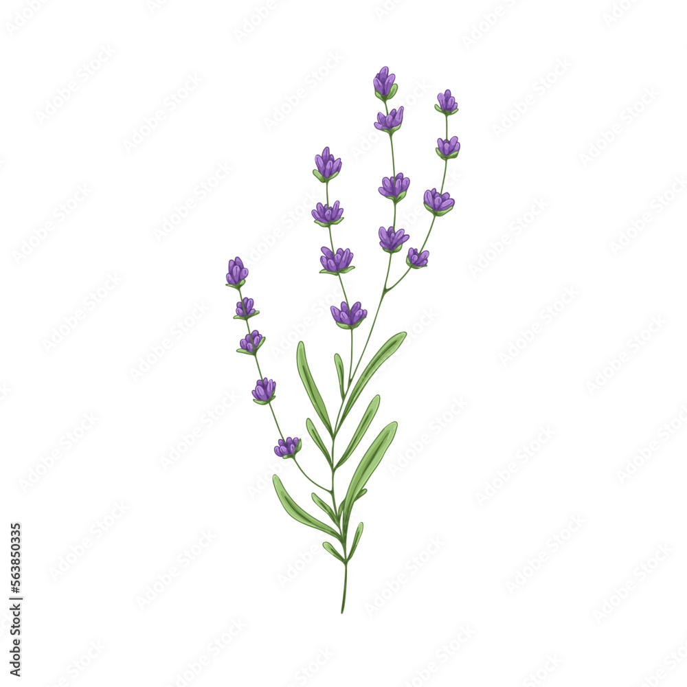 Lavender flower branch. French lavanda, floral herbal plant with purple blooms. Provence lavandula. Violet lavander herb. Botanical hand-drawn vector illustration isolated on white background