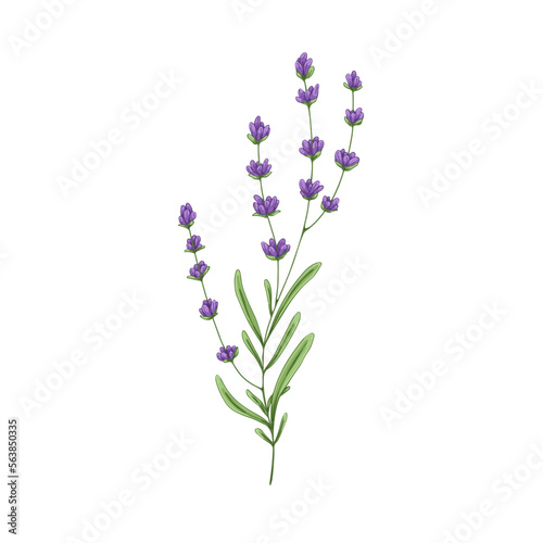 Lavender flower branch. French lavanda, floral herbal plant with purple blooms. Provence lavandula. Violet lavander herb. Botanical hand-drawn vector illustration isolated on white background