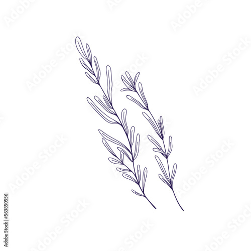 Rosemary herb, outlined drawing. Leaf plant branches. Herbal leaves, provence seasoning, condiment. Aromatic spice. Hand-drawn contoured engraved vector illustration isolated on white background