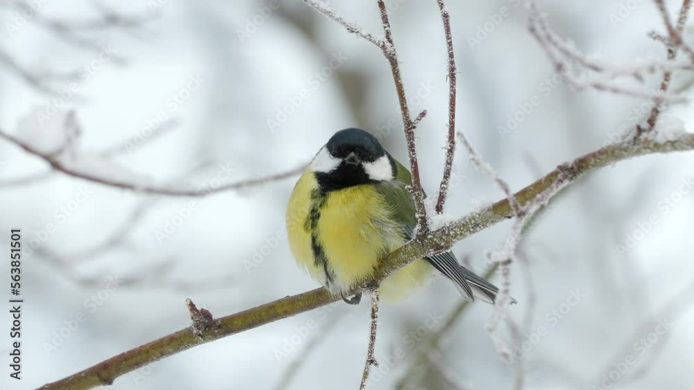 great tit bird perched on branch winter scene Parus major natural world norway great tit bird perched on branch winter scene Parus major natural world norway