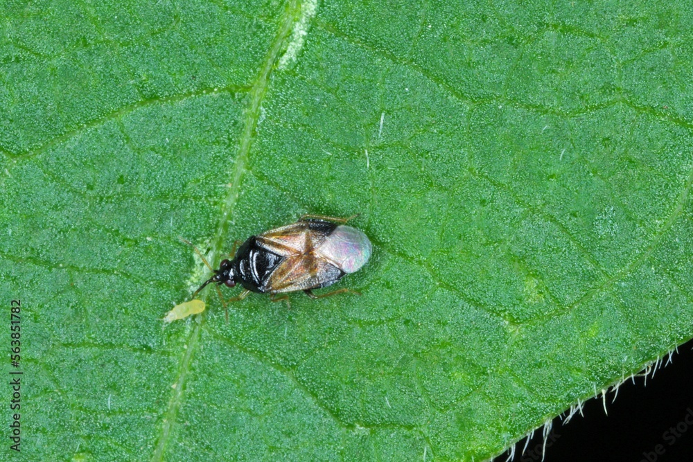 Fototapeta premium Minute pirate bugs or called flower bugs (Anthocoridae) is a family of bugs. Anthocorids are predacious and feeds on many insects pests of crops - in the picture with a hunted thrips.