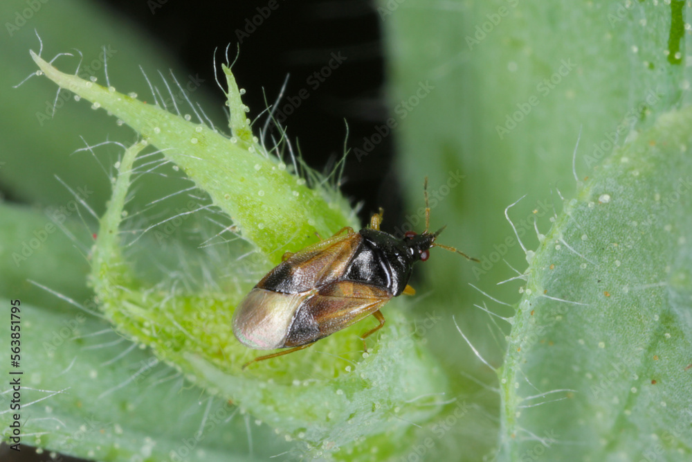 Minute pirate bugs or called flower bugs (Anthocoridae) is a family of