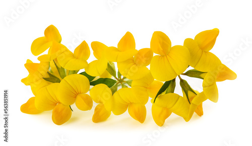  Common bird's foot trefoil photo