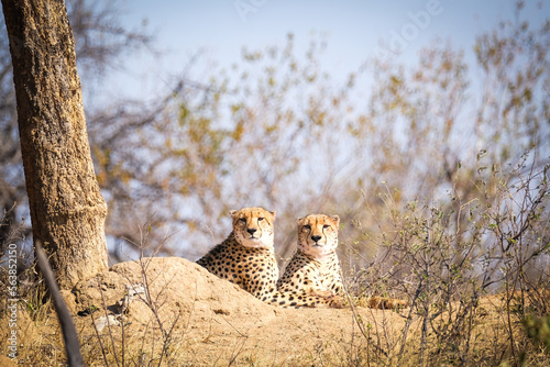 2 cheetahs