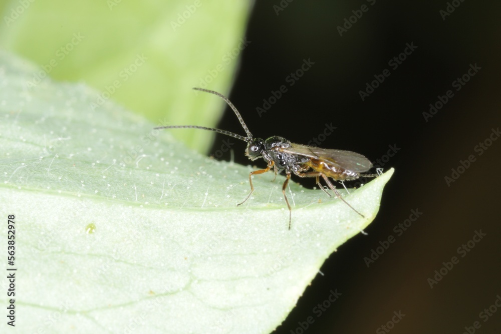 Obraz premium Adult Chalcidoid Wasp of the Superfamily Chalcidoidea