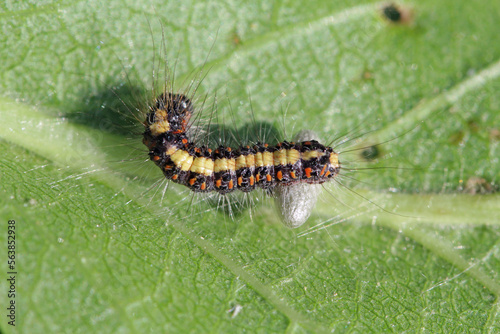 Pupa of Parasitoids (Hymenoptera: Braconidae) under leaved host - caterpillar. © Tomasz
