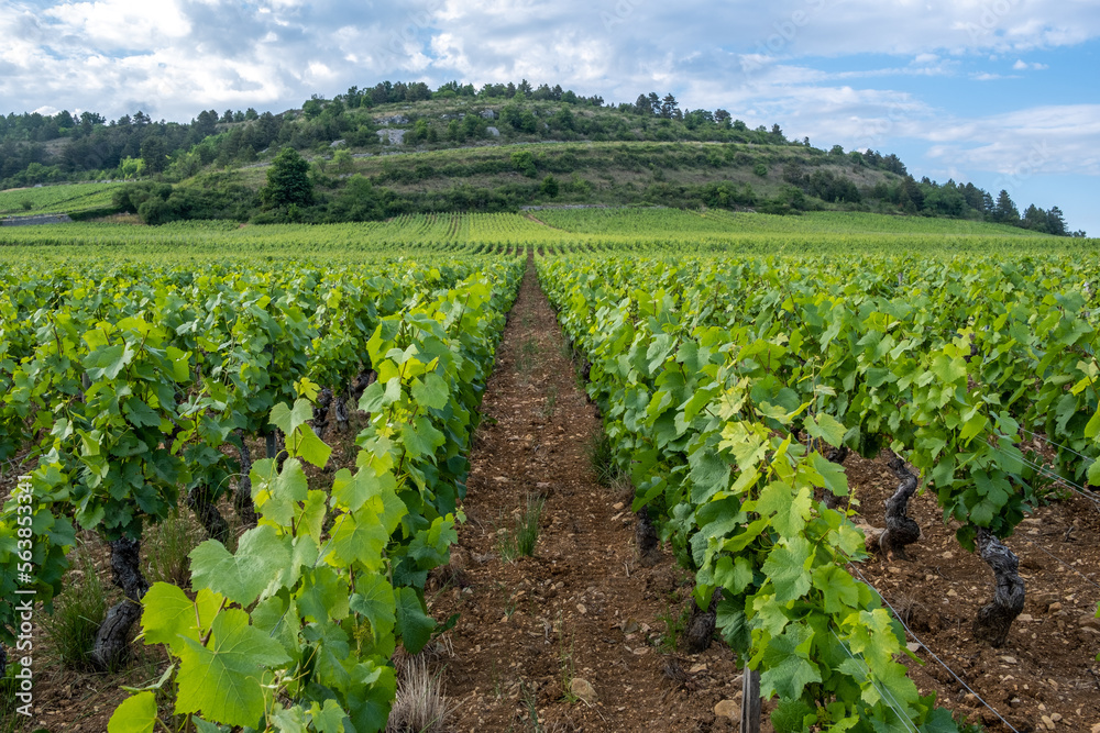 Vignoble en Bourgogne