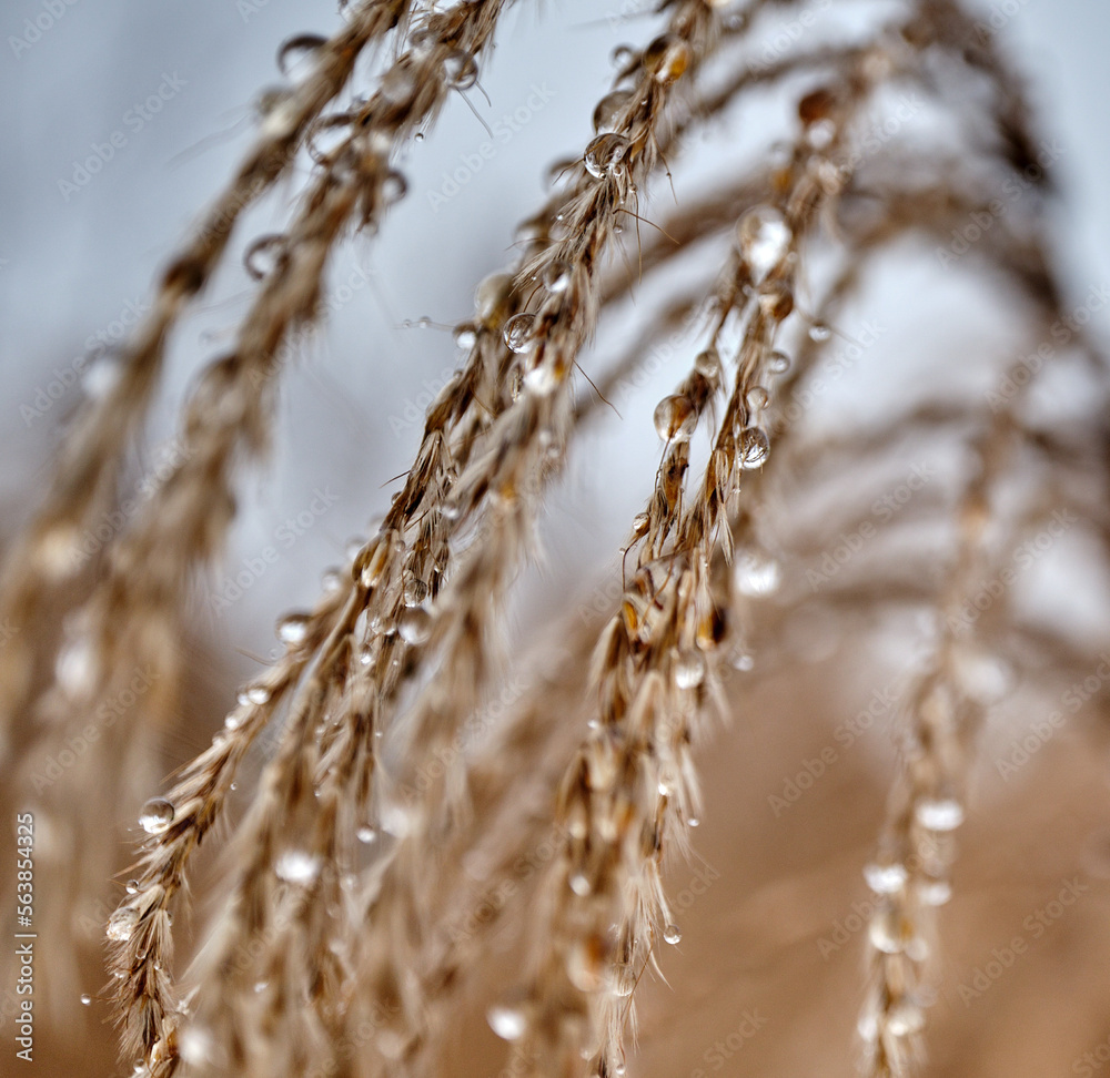 Fototapeta premium Dew drops on grain in winter