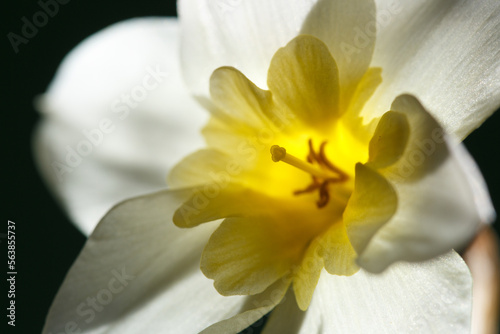 White narcissus flower with a yellow center on a black background.