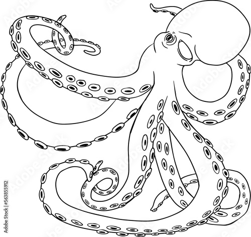 Octopus. Hand drawn underwater creatures. Vector sea life, seafood. Coloring pages with marine animals