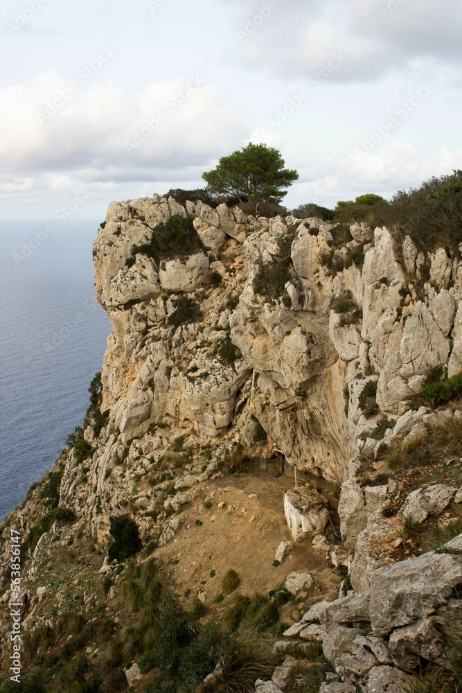 evocative image of a solitary tree in the Mediterranean scrub with the sea in the background
