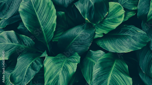 tropical leaf background, dark green color toned