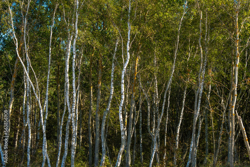 A wall of wild forest with bent trunks of birches.