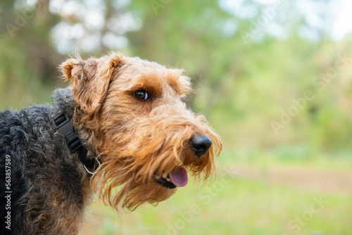 Portrait of welsh terrier dog during the walk in forest