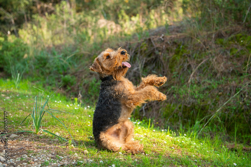 Portrait of welsh terrier dog doing Sit pretty trick during the walk in forest photo